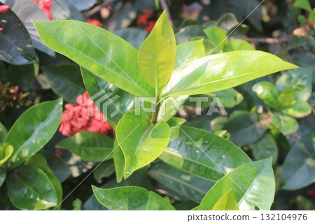 Close-up of vibrant green leaves and a hint of red on a plant, bathed in soft sunlight Close-up of vibrant green leaves and a hint of red on a plant, bathed in soft sunlight 132104976