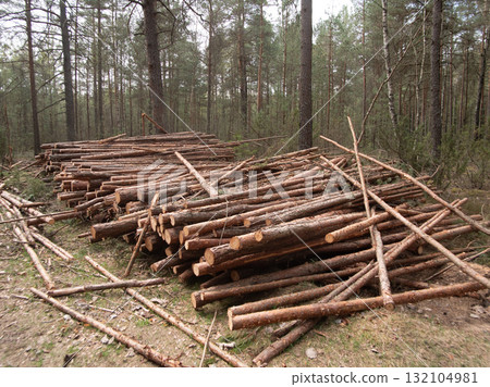 ready pine logs in forest for transport, pine logs stacked in clearing for biomass processing and transport, stacked pine logs in forest clearing prepared for biomass processing and shipment ready pine logs in forest for transport, pine logs stacked in clearing for biomass processing and transport, stacked pine logs in forest clearing prepared for biomass processing and shipment 132104981