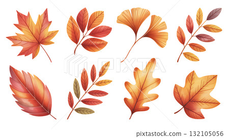 Autumn leaves collection | Maple, Ginkgo, Oak 132105056