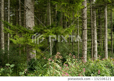 Lush Evergreen Foliage of Coniferous Trees in a Forest 132106121