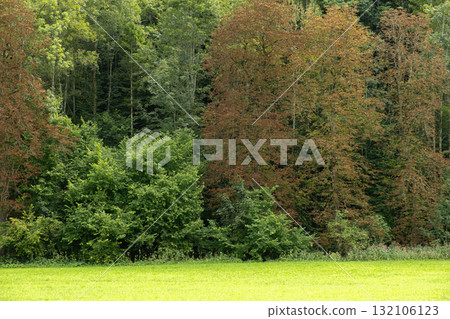 Alpine forest in early autumn, leaves on trees begin to turn yellow. 132106123