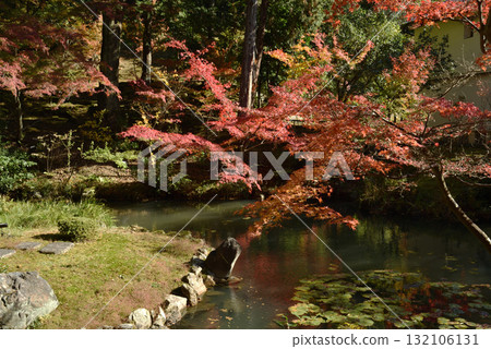 空海光明寺、北條北庭園、龜島、養老池的楓樹（京都市左京區） 132106131