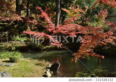Konkai-Komyoji Temple, Hojo North Garden, Kamejima Island and maples on Yoroinoike Pond (Sakyo Ward, Kyoto City) 132106132