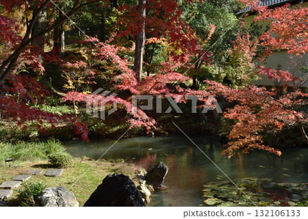 Konkai-Komyoji Temple, Hojo North Garden, Kamejima Island and maples on Yoroinoike Pond (Sakyo Ward, Kyoto City) Konkai-Komyoji Temple, Hojo North Garden, Kamejima Island and maples on Yoroinoike Pond (Sakyo Ward, Kyoto City) 132106133