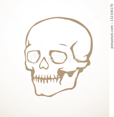 Vector drawing. Skull and neck bones Vector drawing. Skull and neck bones 132106170
