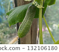 A cucumber grows in a greenhouse. A small green cucumber with a flower hangs on a branch. 132106180