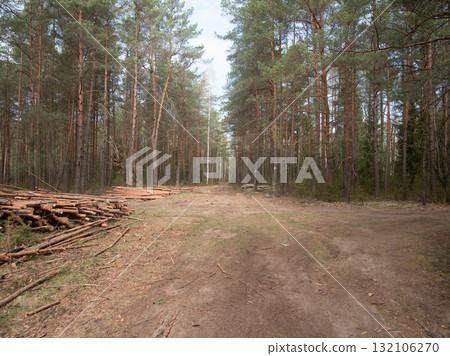 forestry logging scene, rural forestry site showcasing recent timber harvest and rustic atmosphere 132106270