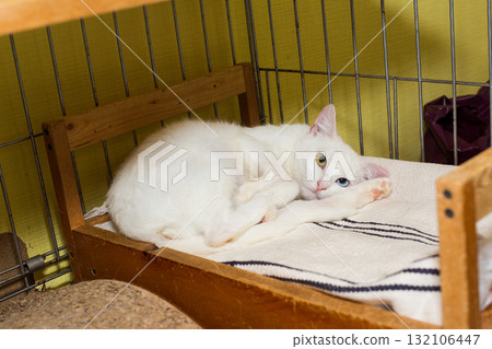 White cat with multicolored in a cage of a shelter White cat with multicolored in a cage of a shelter 132106447