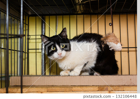 White and black cat in a shelter cage White and black cat in a shelter cage 132106448