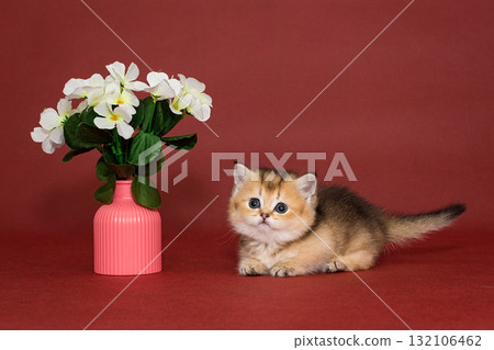 Kitten Scottish kilt, Munchkin, short-legged 132106462