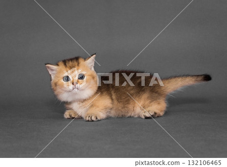 Little red kitten Scottish kilt munchkin 132106465