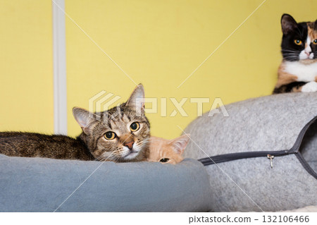 Cats of the animal shelter 132106466