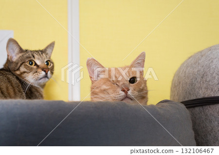 Cats of the animal shelter Cats of the animal shelter 132106467