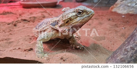 Close-up of a bearded dragon lizard in a terrarium, resting on red sand Close-up of a bearded dragon lizard in a terrarium, resting on red sand 132106656