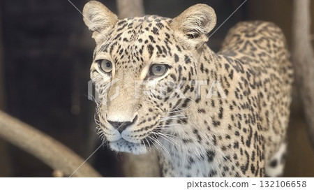 Close-up of a leopard face with sharp eyes and detailed fur patterns 132106658