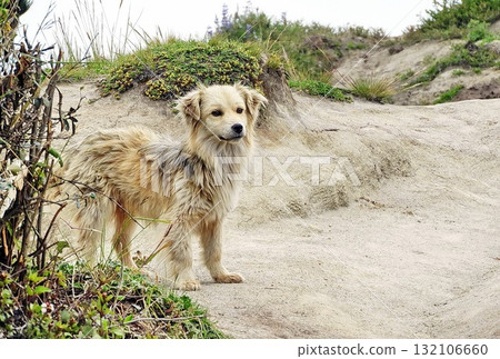 A cute light brown dog stands alert on a dirt path gazing into the distance A cute light brown dog stands alert on a dirt path gazing into the distance 132106660