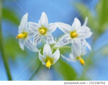 Star-shaped flowers shining against the blue sky (20251010124826) Star-shaped flowers shining against the blue sky (20251010124826) 132106762