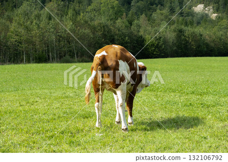 A brown alpine cow urinating on green meadow near forest edge, rural nature scene A brown alpine cow urinating on green meadow near forest edge, rural nature scene 132106792