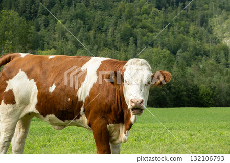 Portrait of a beautiful alpine cow on a green meadow near the forest Portrait of a beautiful alpine cow on a green meadow near the forest 132106793