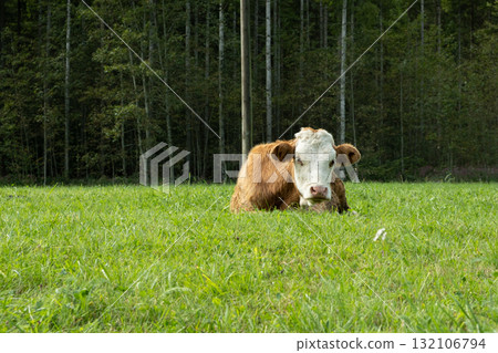Portrait of a beautiful alpine cow lying on a green meadow near the forest Portrait of a beautiful alpine cow lying on a green meadow near the forest 132106794