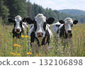 Three Curious Holstein Dairy Cows in a Field of Wildflowers 132106898