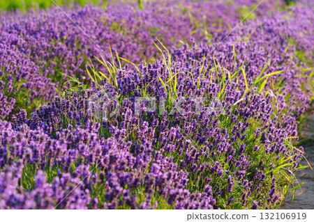 Lavender blossoms glowing in soft evening sunlight during peak summer bloom in a fragrant garden Lavender blossoms glowing in soft evening sunlight during peak summer bloom in a fragrant garden 132106919