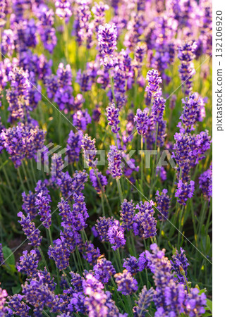 Lavender blossoms glowing in soft evening sunlight during peak summer bloom in a fragrant garden Lavender blossoms glowing in soft evening sunlight during peak summer bloom in a fragrant garden 132106920