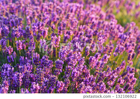 Lavender blossoms glowing in soft evening sunlight during peak summer bloom in a fragrant garden 132106922