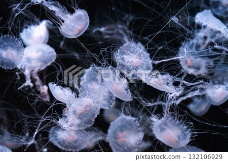 Chrysaora quinquecirrha, Atlantic or East Cost sea nettle jellyfish swim in blue water of aquarium Chrysaora quinquecirrha, Atlantic or East Cost sea nettle jellyfish swim in blue water of aquarium 132106929