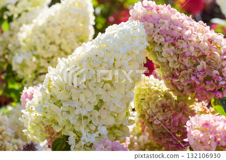 Blooming pink and white hydrangea paniculata flowers in summer garden under sunlight closeup view 132106930