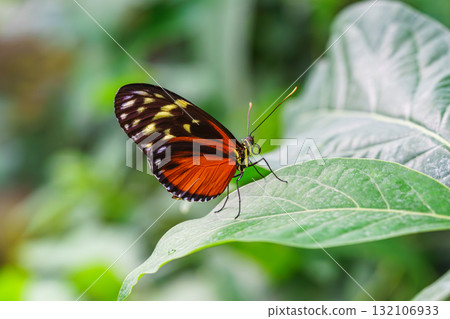 Heliconius hecale, tiger longwing, Hecale longwing, golden longwing, golden heliconian butterfly 132106933