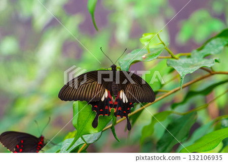 Papilio polytes, common Mormon, swallowtail butterfly, Papilionidae family sitting on green leaf Papilio polytes, common Mormon, swallowtail butterfly, Papilionidae family sitting on green leaf 132106935