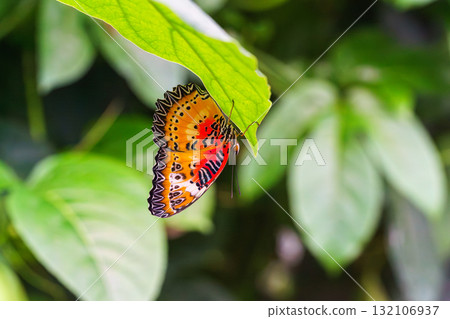 Cethosia biblis, the lacewing biblis or red lacewing butterfly sitting on leaf in outdoor garden 132106937
