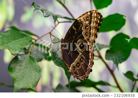 Morpho peleides, Peleides blue morpho, common morpho or the emperor butterfly, Nymphalidae family Morpho peleides, Peleides blue morpho, common morpho or the emperor butterfly, Nymphalidae family 132106938