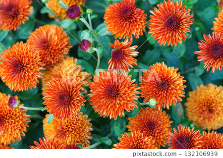 Close up beautiful orange korean chrysanthemum flowers in full autumn bloom, floral background 132106939