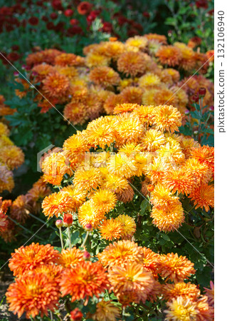 Yellow and orange autumn chrysanthemum flower bushes, blooming in fall garden under sunlight Yellow and orange autumn chrysanthemum flower bushes, blooming in fall garden under sunlight 132106940