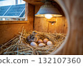 Chick resting in straw nest inside wooden brooder lit by solar panel system, highlighting early life and green farming 132107360