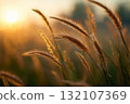 Meadow grasses covered in morning dew illuminated by golden sunrise light with soft focus and blurred natural background with copy space 132107369