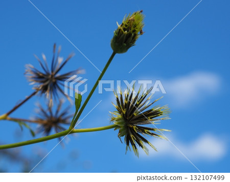 Seeds that stick to clothes (20251010125153) 132107499