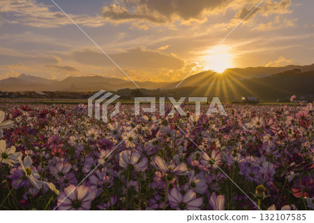 在日落弄髒的波斯菊領域 在日落弄髒的波斯菊領域 132107585