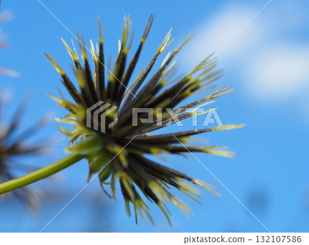 黏在衣服上的種子（20251010125302） 132107586