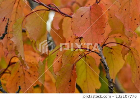 View of autumn leaves full of colors. Autumn colors on tree leaves. Concept of autumn and coming winter. Close-up, bokeh, macro image. 132107776