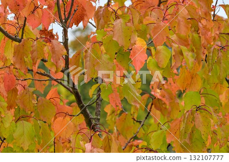 View of fall leaves full of color. Fall colors on tree foliage. Concept of fall and coming winter. Close-up, bokeh. 132107777