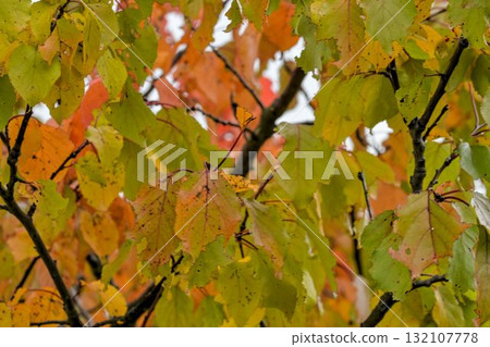 View of autumn leaves full of color. Autumn colors on tree leaves. Concept of autumn and the coming winter. Close-up, bokeh. View of autumn leaves full of color. Autumn colors on tree leaves. Concept of autumn and the coming winter. Close-up, bokeh. 132107778