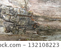 Weathered tree bark with cracked texture and subdued colors 132108223