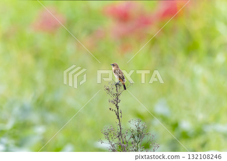 Red flycatcher that flew to the farmland in autumn 132108246