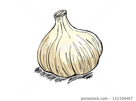 大蒜插畫顏色 132108467