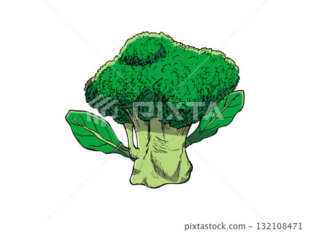 Broccoli illustration color 132108471
