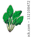 菠菜插圖顏色 132108472