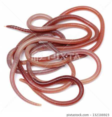 Worms close view over white background, no shadow 132108923